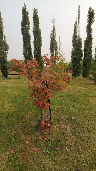 Cambrian Heights Realtor