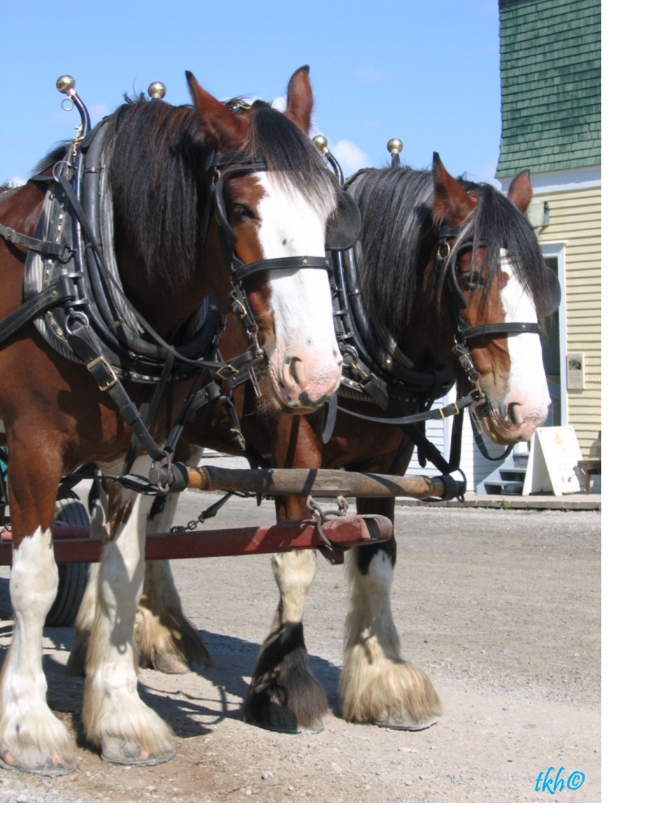 Haysboro Real Estate