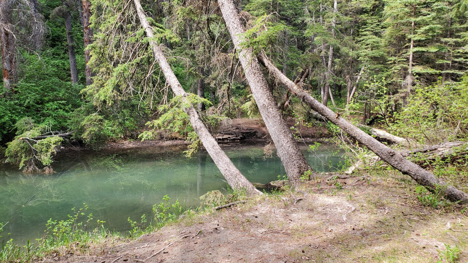 Bowness Calgary homes