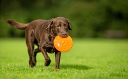 dog friendly backyard