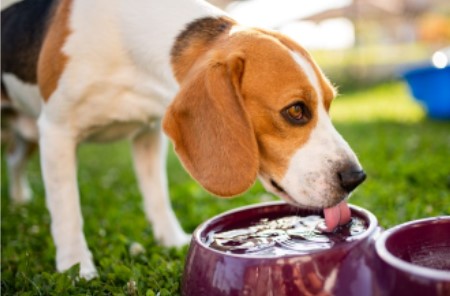 dog friendly backyard