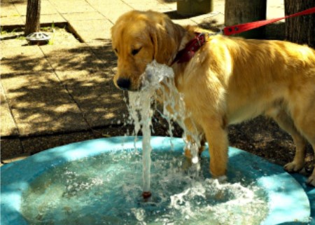 dog friendly backyard