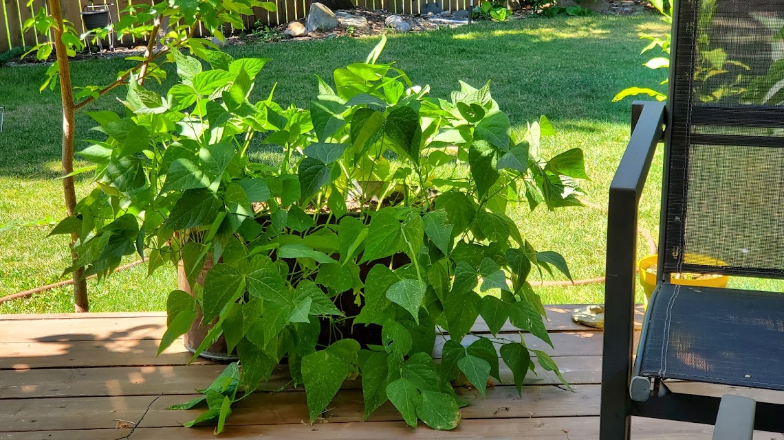 🌿 Container Gardening in Calgary: A Beginner’s Guide to Growing Green in the City
