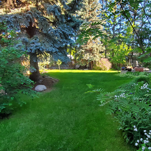 How to Naturally Reduce Mosquitoes in Calgary Backyards