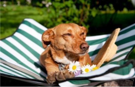 🐾 How to Create a Pet-Friendly Backyard (Even If You Don't Own a Pet)